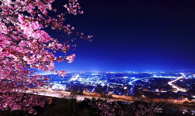 Cherry Blossoms at Night — Pink, Serene, Photograph, City Lights, Sky