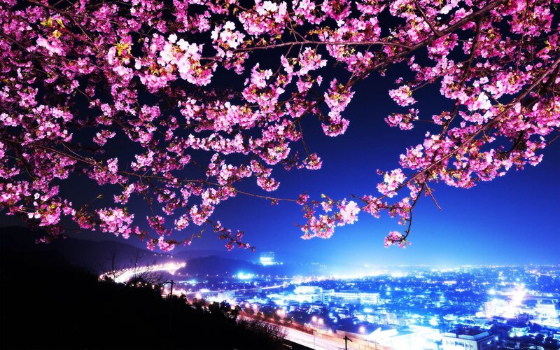 Cherry Blossoms at Night — Pink, Serene, Photograph, City Lights, Trees, Sky, Blue