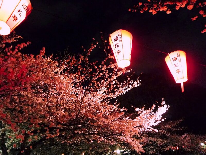 Cherry Blossoms at Night — Pink, Serene, Photograph, Lanterns