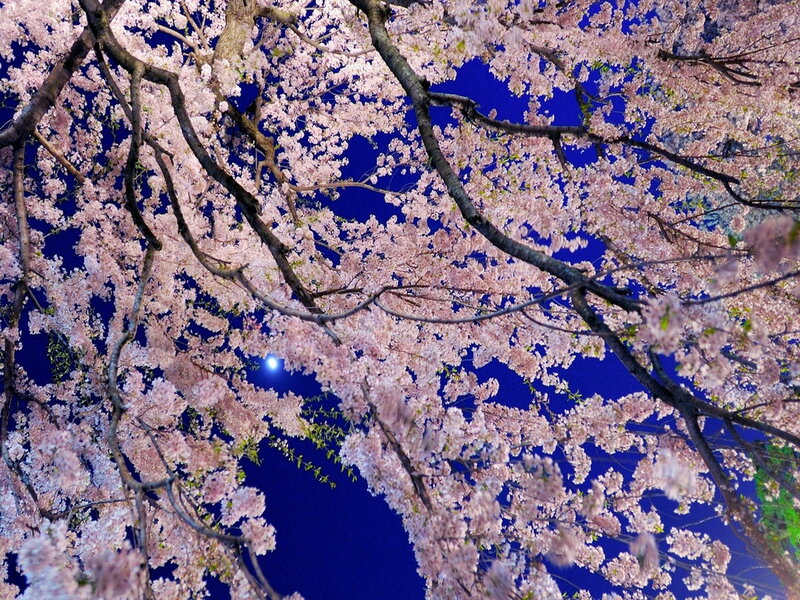 Cherry Blossoms at Night — Pink, Serene, Photograph, Moon, Branches