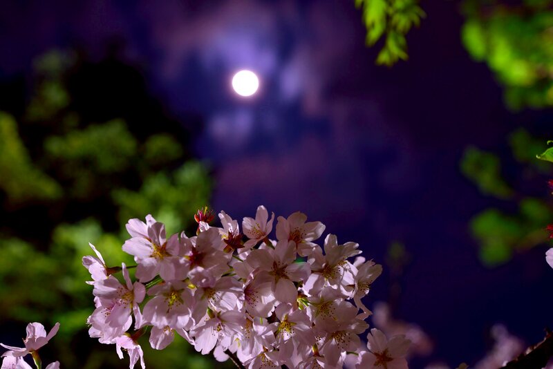 Cherry Blossoms at Night — Pink, Serene, Photograph, Moon, Trees