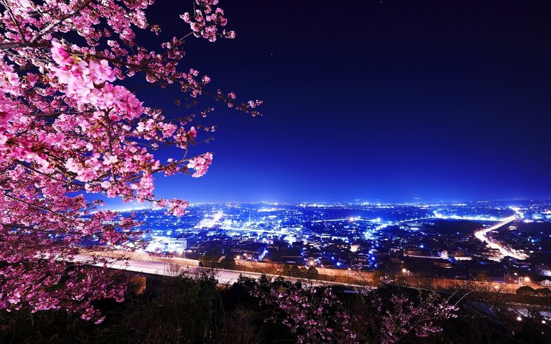 Cherry Blossoms at Night — Pink, Serene, Photograph
