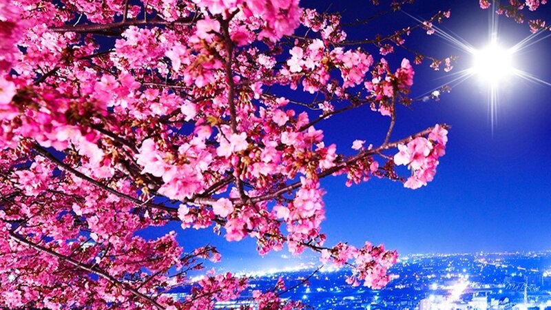 Cherry Blossoms at Night — Pink, Serene