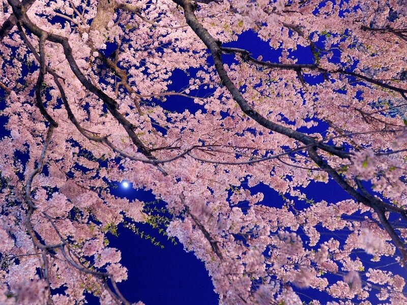 Cherry Blossoms at Night — Pink