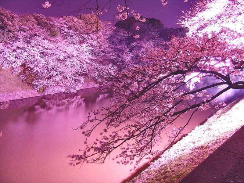 Cherry Blossoms at Night — Purple, Serene, Photograph