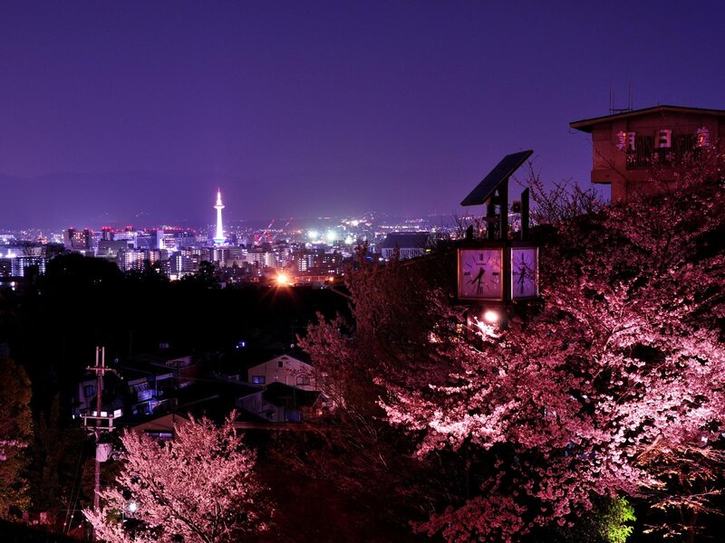Cherry Blossoms at Night — Purple, Serene
