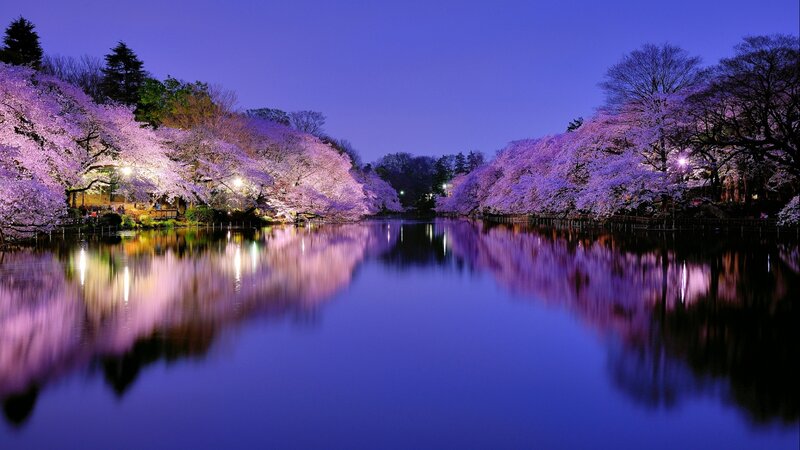 Cherry Blossoms at Night — Purple