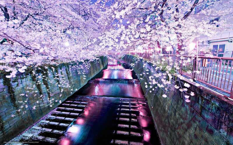 Cherry blossoms at night