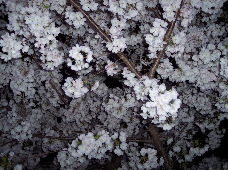 Cherry Blossoms at Night — White, Serene