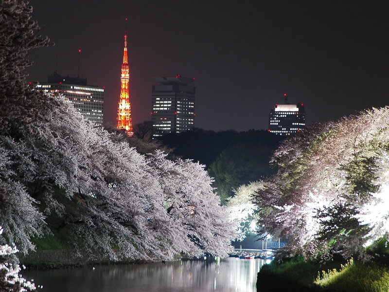 Cherry Blossoms at Night — White
