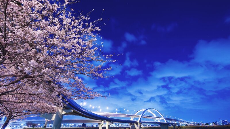 Cherry blossoms at night with bridge