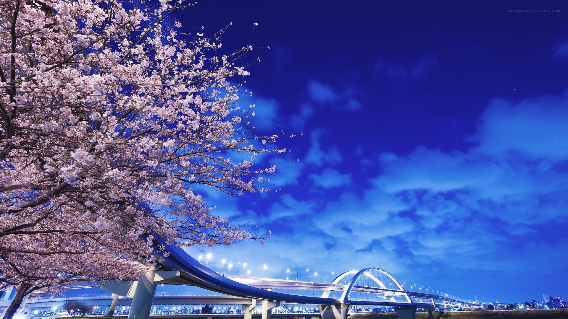 Cherry blossoms at night with bridge