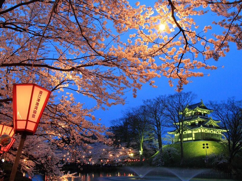 Cherry blossoms at night with castle