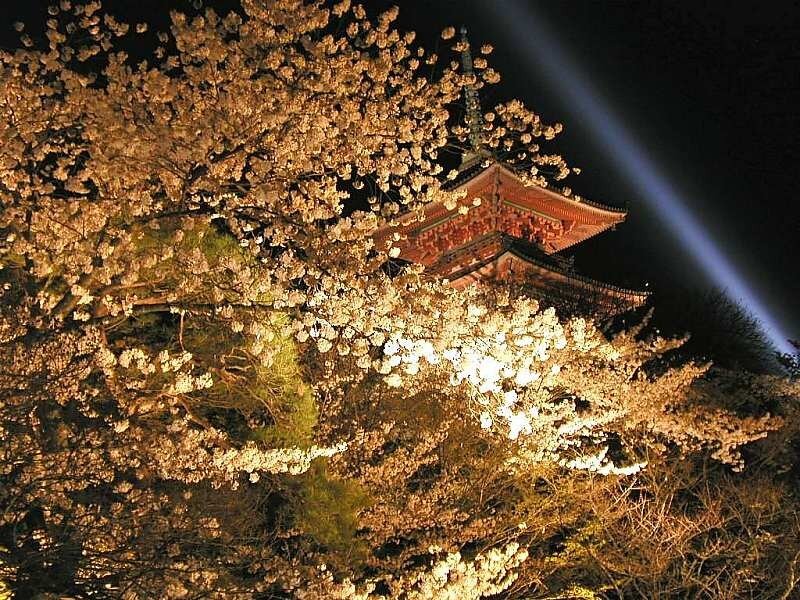 Cherry blossoms at night with pagoda