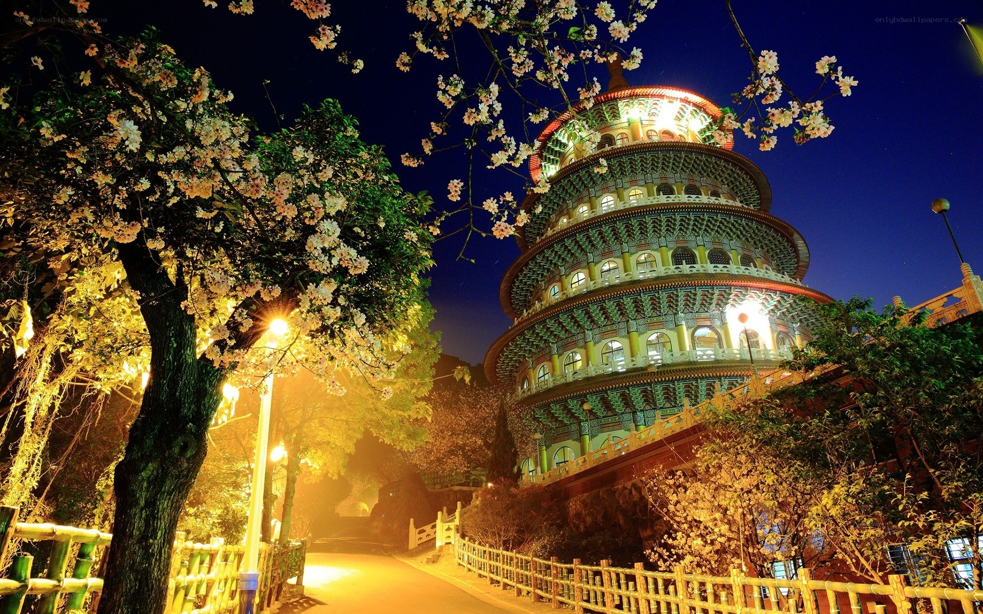 Cherry blossoms at night with pagoda
