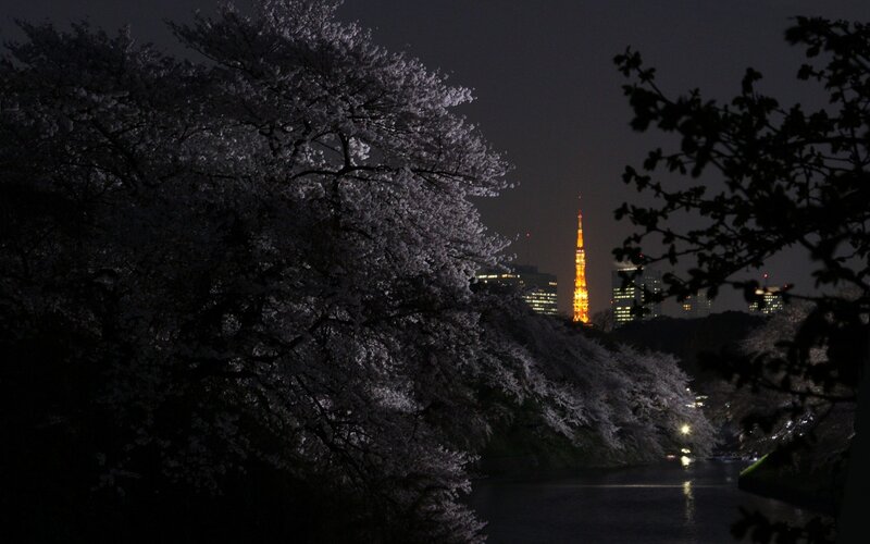 Cherry blossoms at night with Tokyo Tower