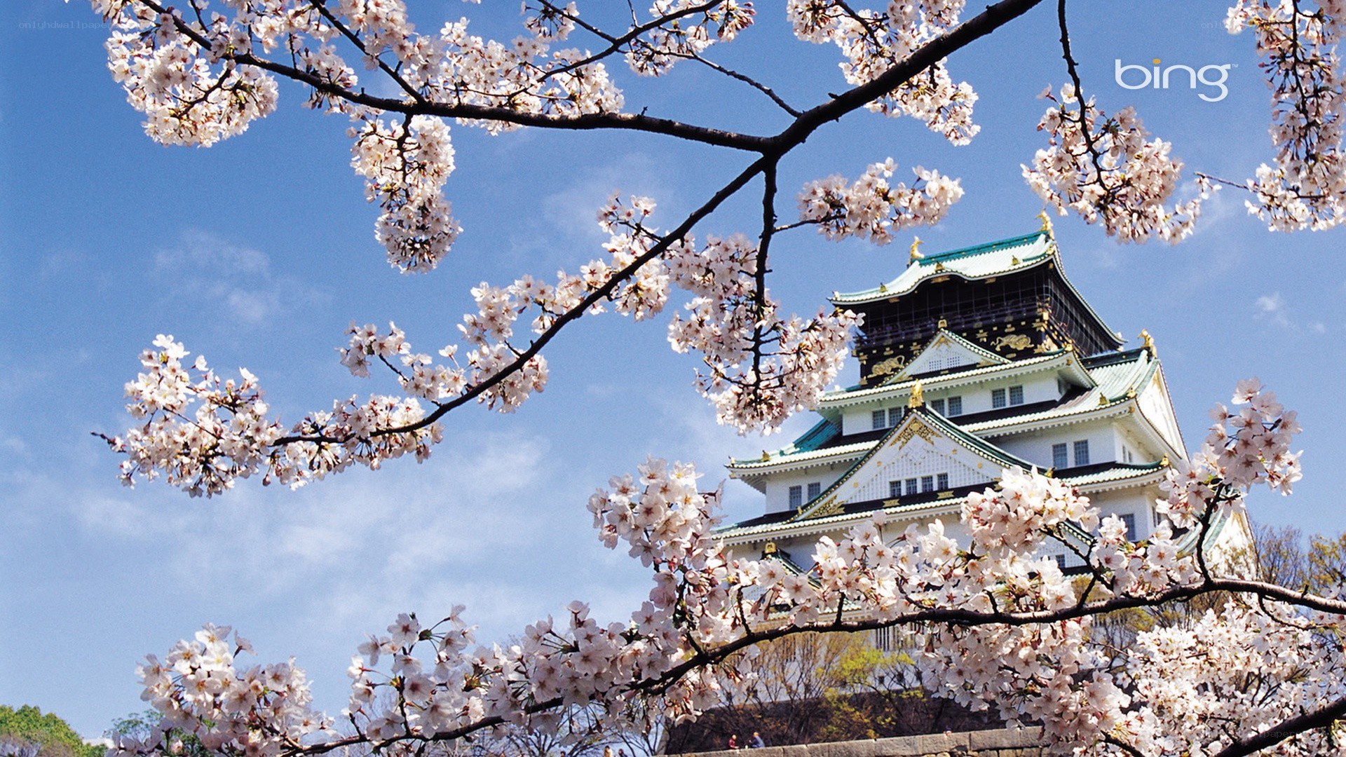 Cherry blossoms at Osaka Castle