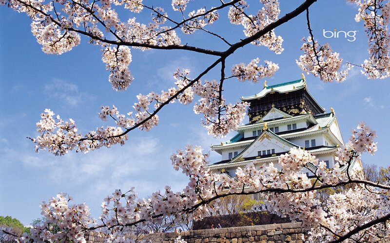 Cherry blossoms at Osaka Castle