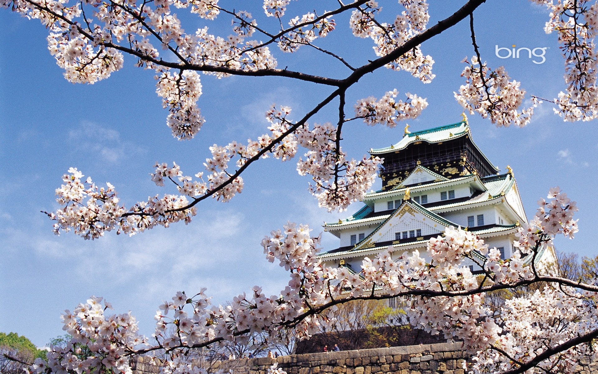 Cherry blossoms at Osaka Castle