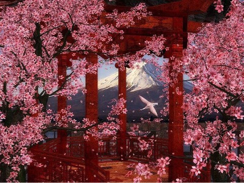 Cherry Blossoms at Pagoda