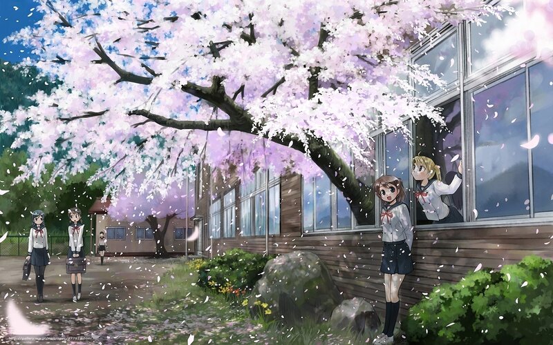 Cherry blossoms at school