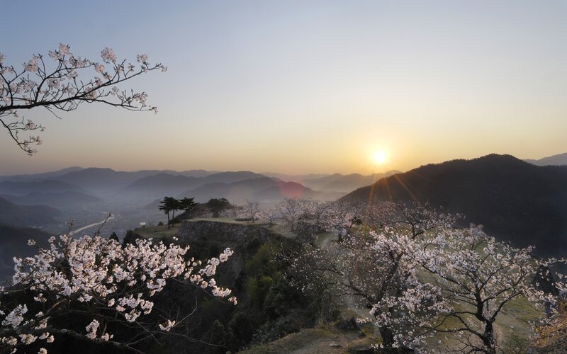 Cherry Blossoms at Sunrise — Pink, Serene, Spring