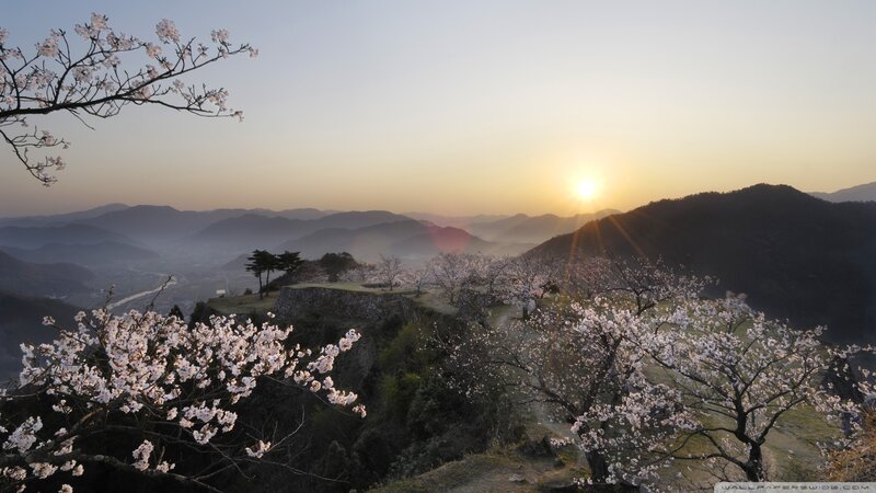 Cherry Blossoms at Sunrise — Pink, Serene