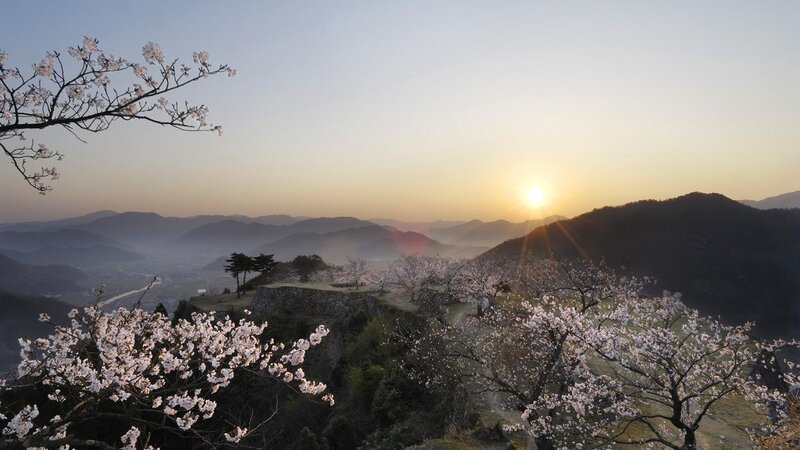 Cherry Blossoms at Sunrise