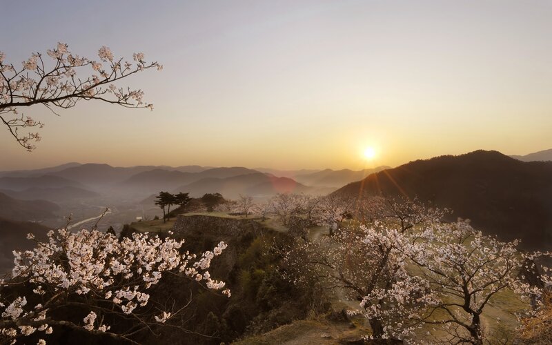 Cherry Blossoms at Sunrise — Yellow