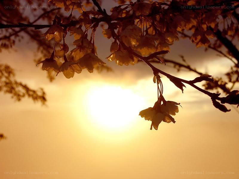 Cherry blossoms at sunset