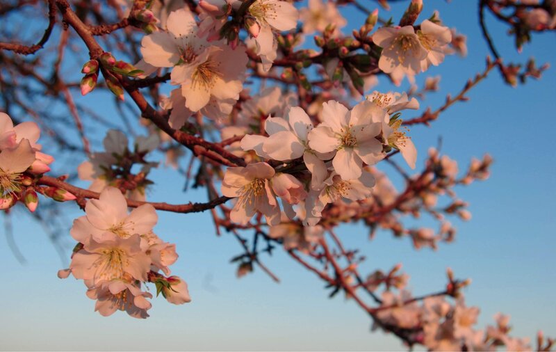 cherry blossoms at sunset