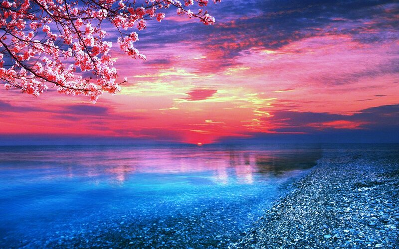 Cherry Blossoms at Sunset — Blue