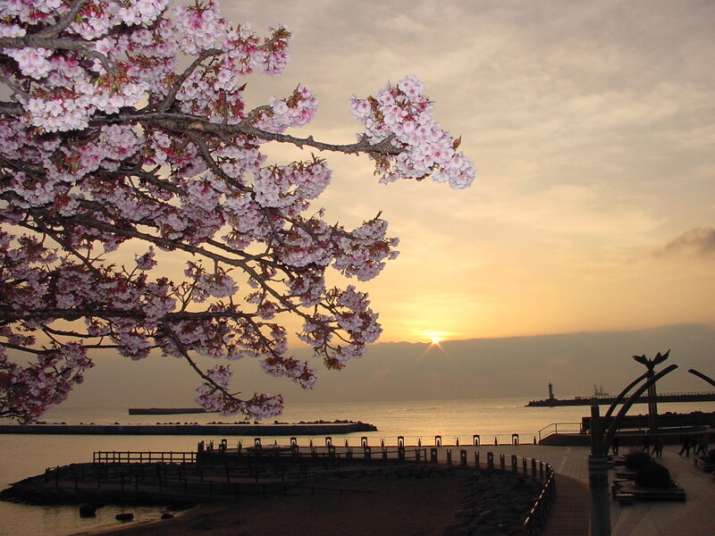 Cherry blossoms at sunset by the sea