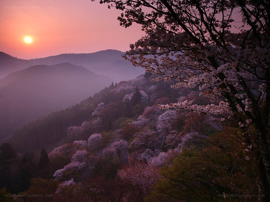 Cherry blossoms at sunset in the mountains