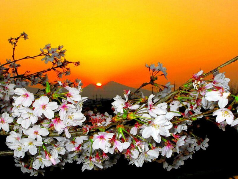 Cherry Blossoms at Sunset — Orange, Serene