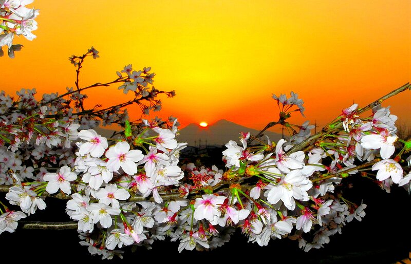 Cherry Blossoms at Sunset — Orange