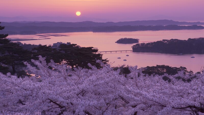 Cherry blossoms at sunset over a bay