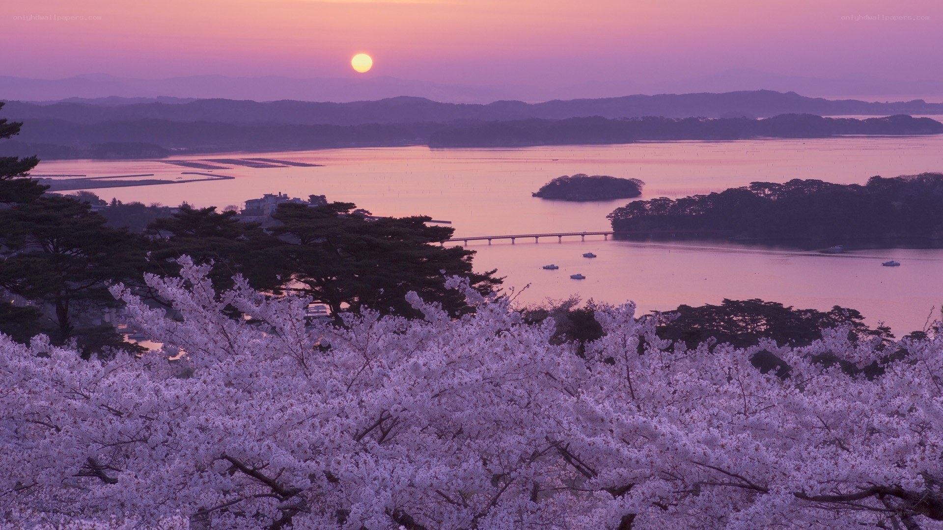 Cherry blossoms at sunset over a bay