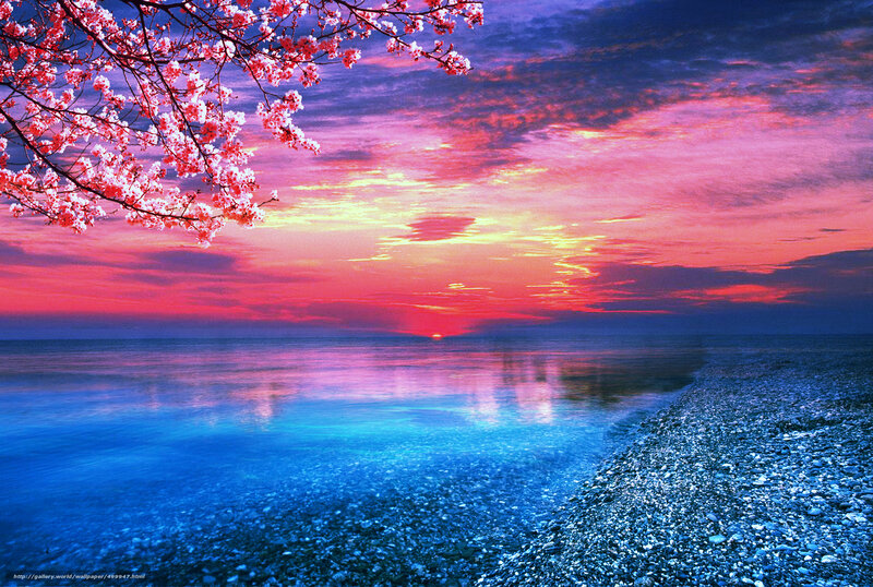 Cherry Blossoms at Sunset — Pink, Serene