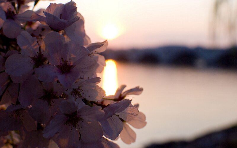 Cherry Blossoms at Sunset — Purple