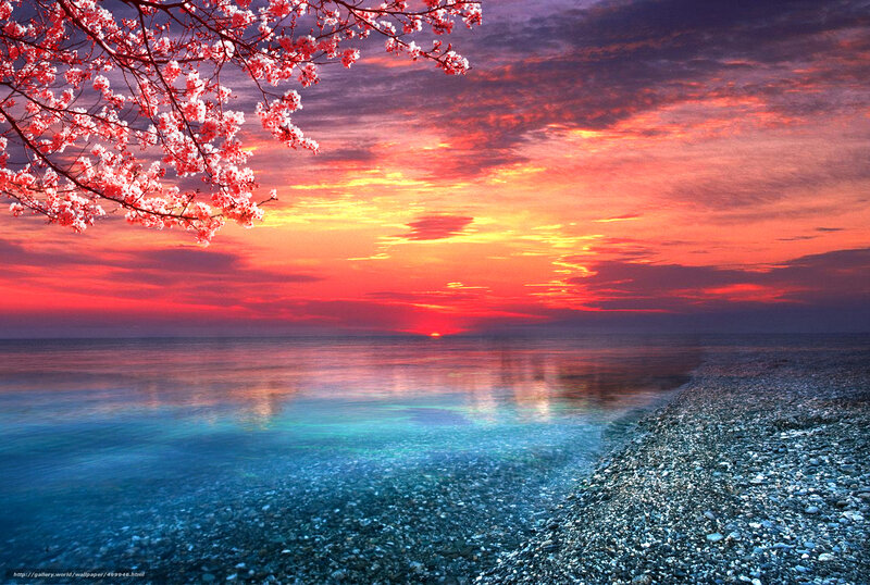 Cherry Blossoms at Sunset — Red