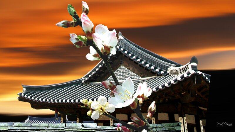 Cherry blossoms at sunset temple