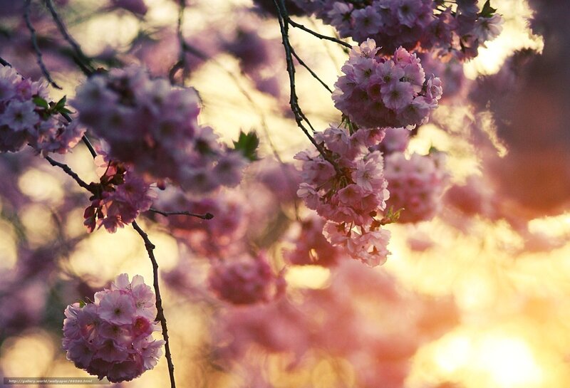 Cherry blossoms at sunset