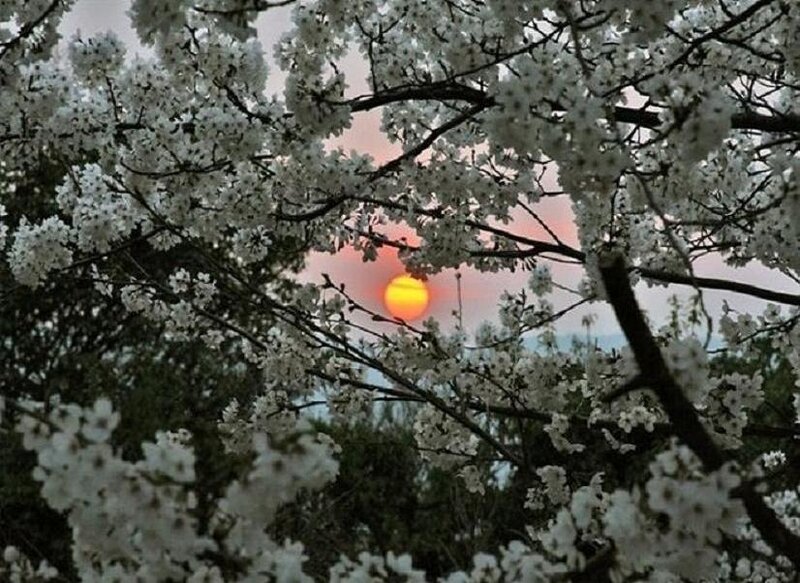 Cherry Blossoms at Sunset — White