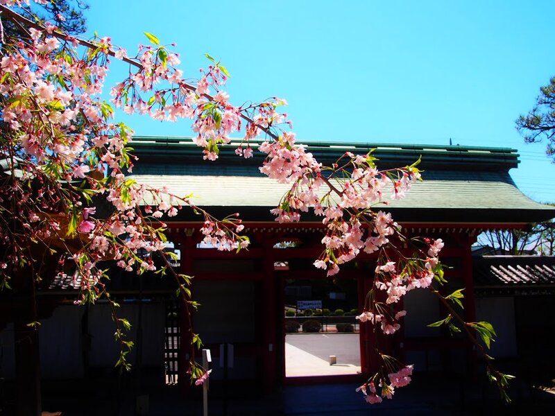 Cherry Blossoms at Temple Gate