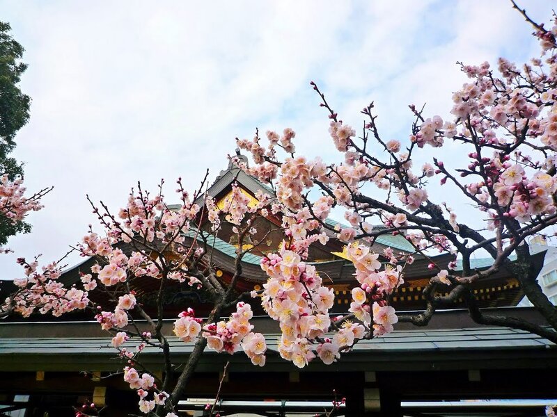 Cherry Blossoms at Temple — Pink