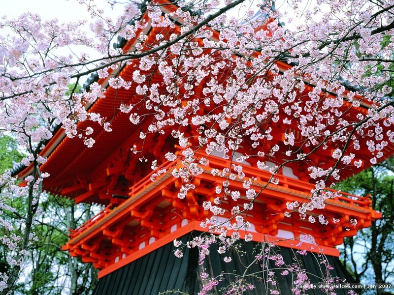 Cherry Blossoms at Temple — Red
