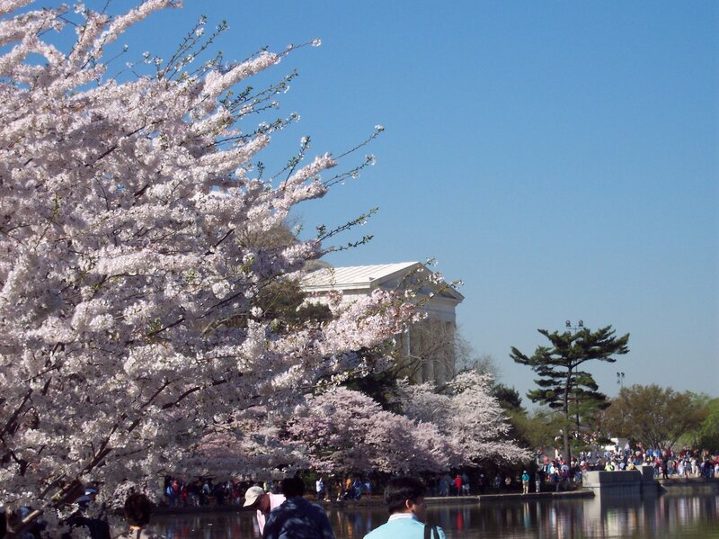 Cherry blossoms at the Tidal Basin