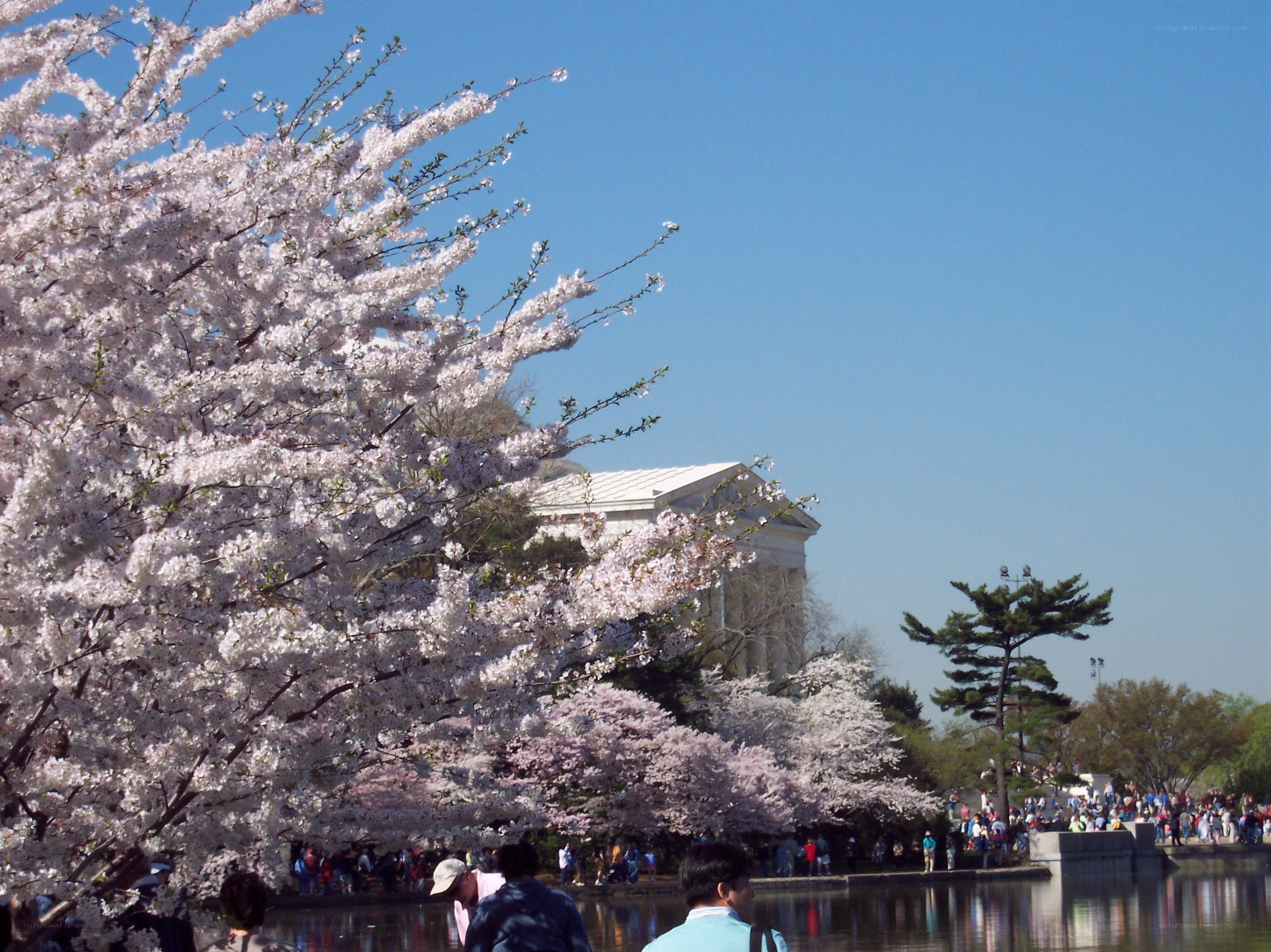 Cherry blossoms at the Tidal Basin