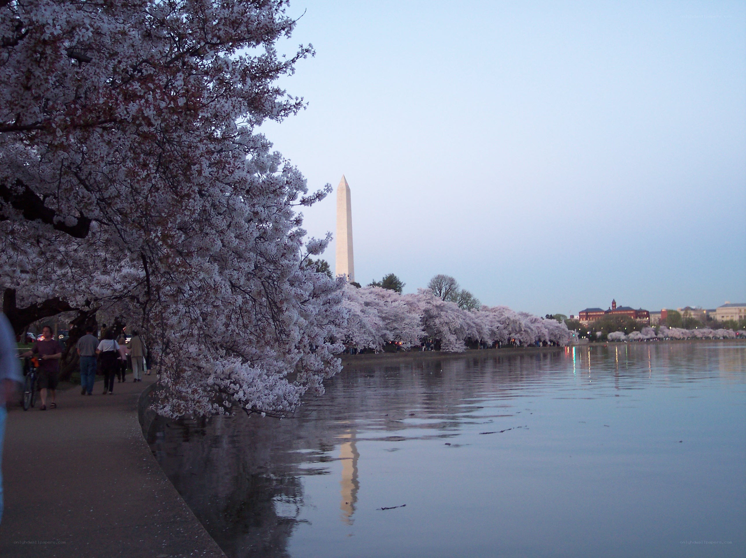 Cherry blossoms at the Tidal Basin